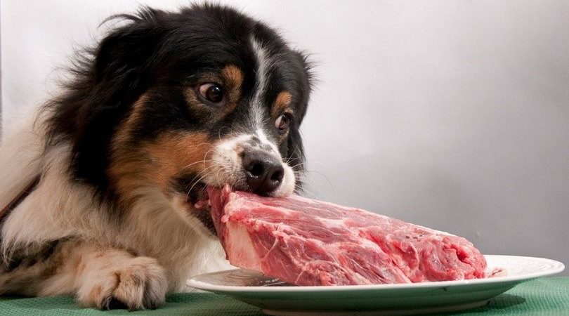 سگ ها چه بخورند