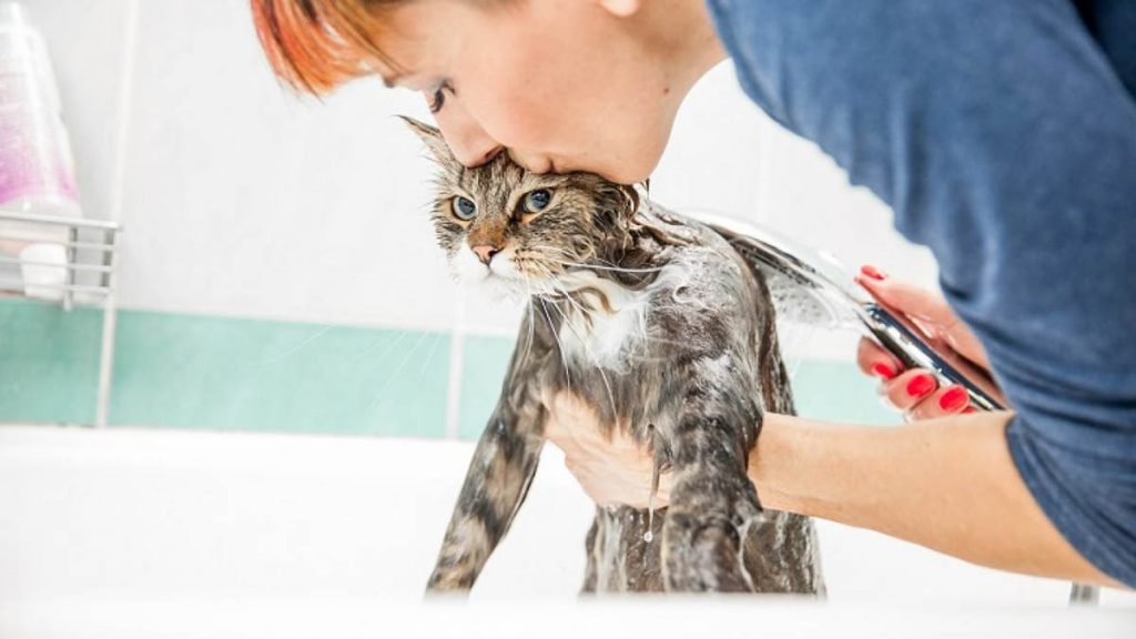 نحوه حمام کردن گربه