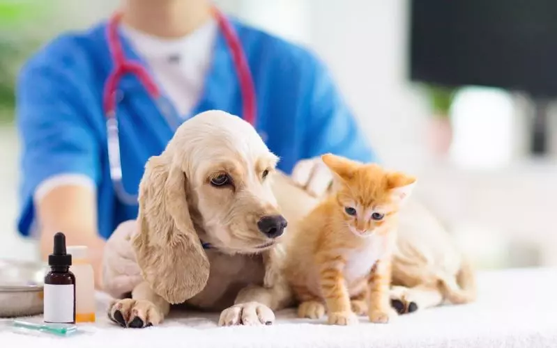 فواید تزریق واکسن سگ و گربه