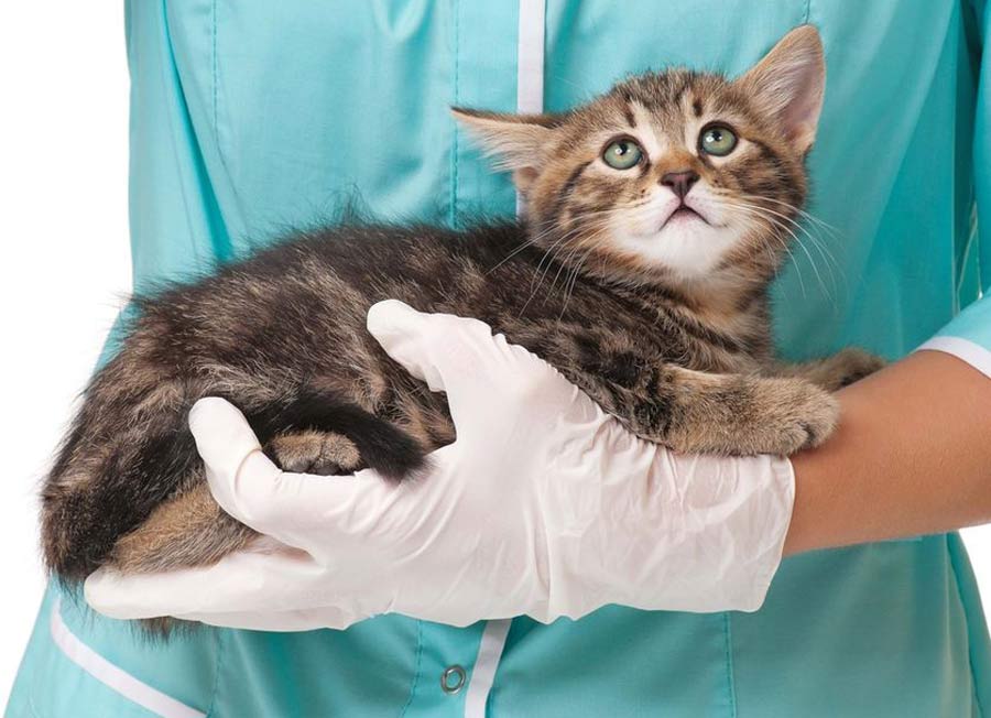 دامپزشک گربه بیماری را چگونه تشخیص میدهد؟