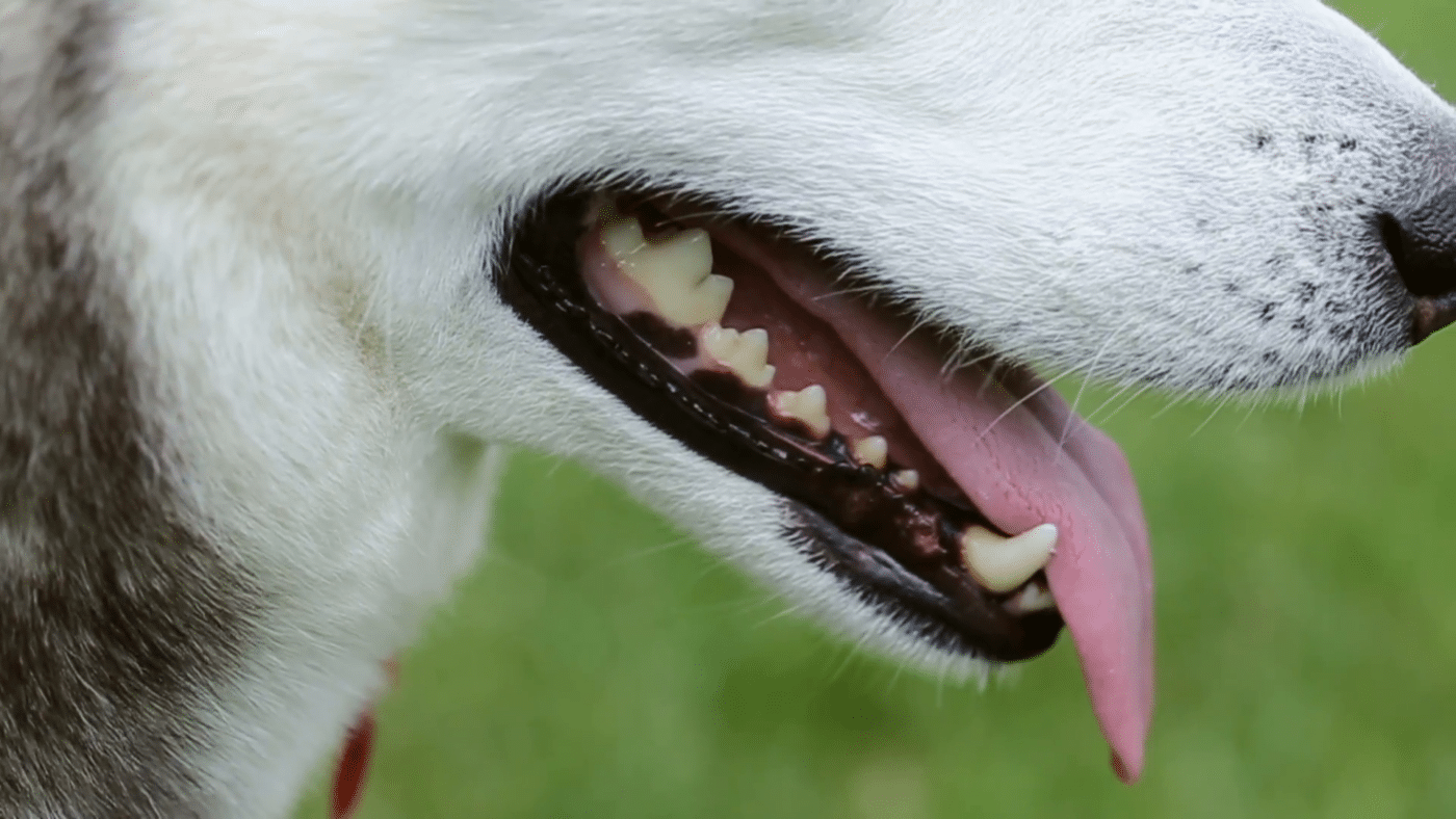 معاینه دهان و دندان سگ