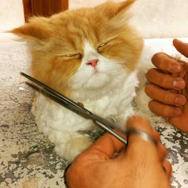 آرایشگر گربه
