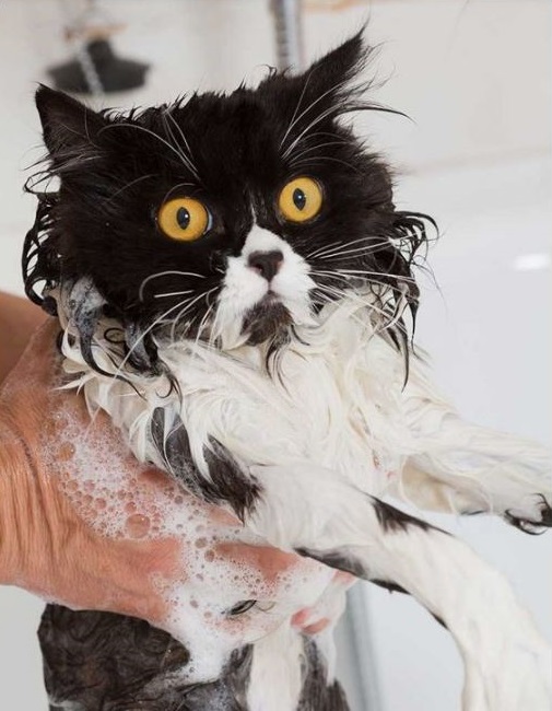 مضرات شستن گربه بیش از حد