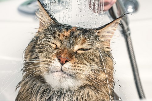 معایب شستن گربه
