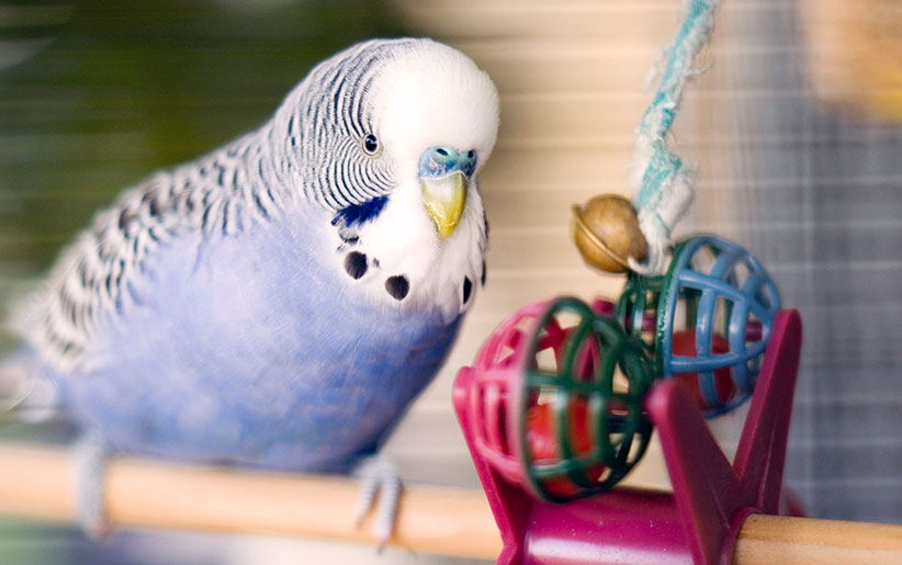 تاثیر اسباب بازی بر سلامت پرندگان خانگی