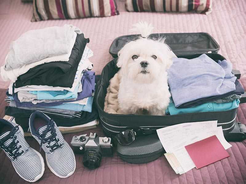 مسافرت رفتن با سگ