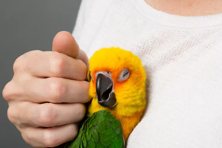 آرامش بخشیدن به پرندگان خانگی