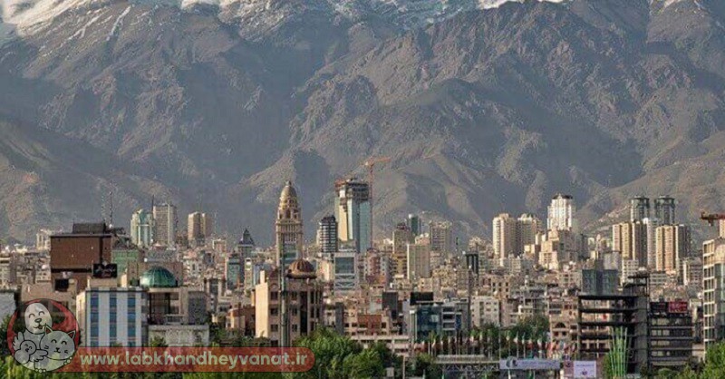 پونک تهران