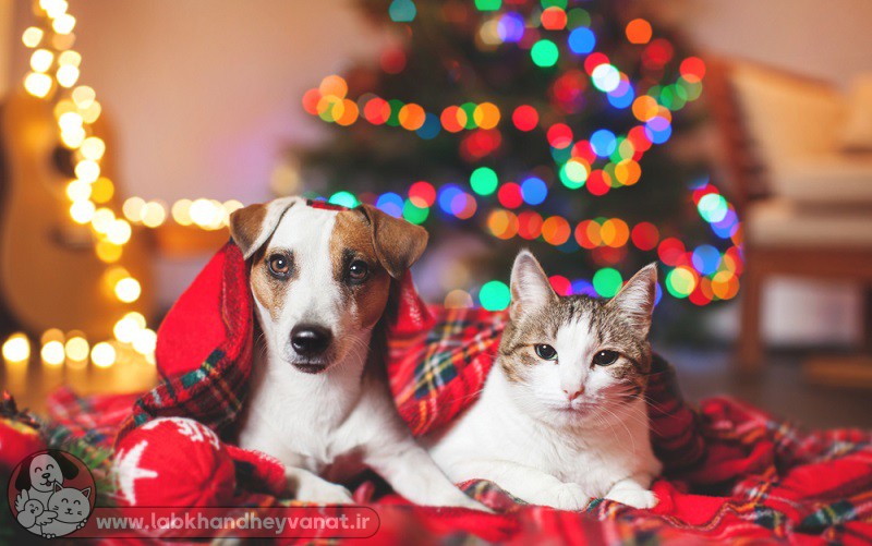 جشن کریسمس و سگ و گربه ها