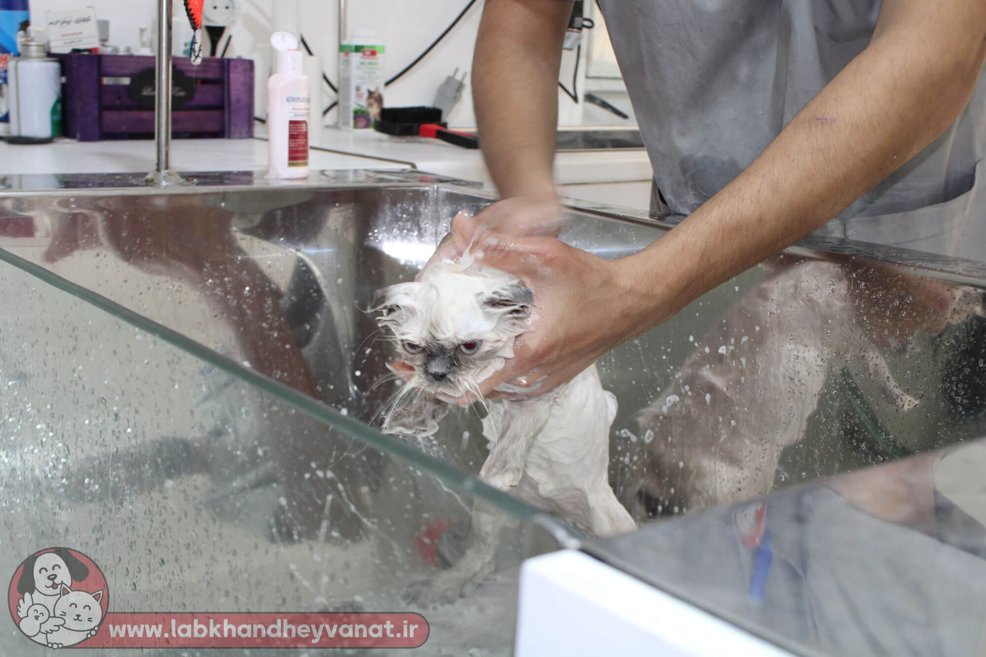 شستشوی گربه در کلینیک دامپزشکی لبخند حیوانات