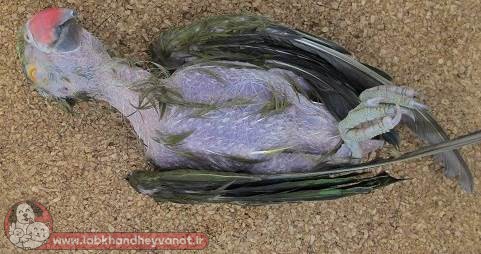 مرگ یک پرنده بر اثر ایدز پرندگان