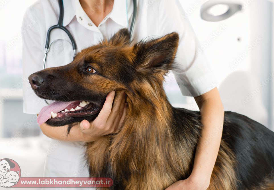 دامپزشک سگ دوست داشتنی