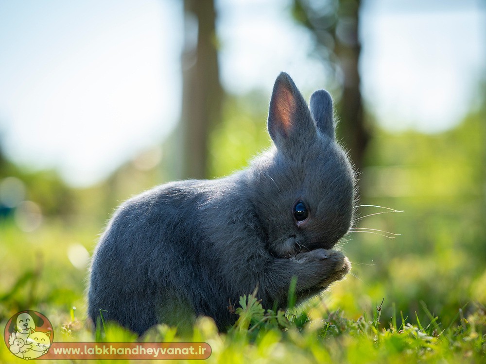 زیبایی خرگوش لهستانی