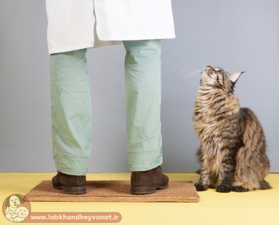 شماره دامپزشک گربه