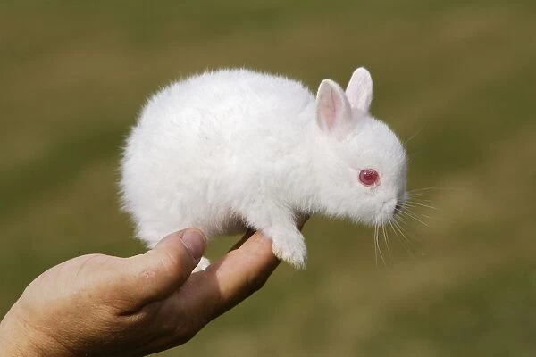 عکس خرگوش لهستانی زیبا