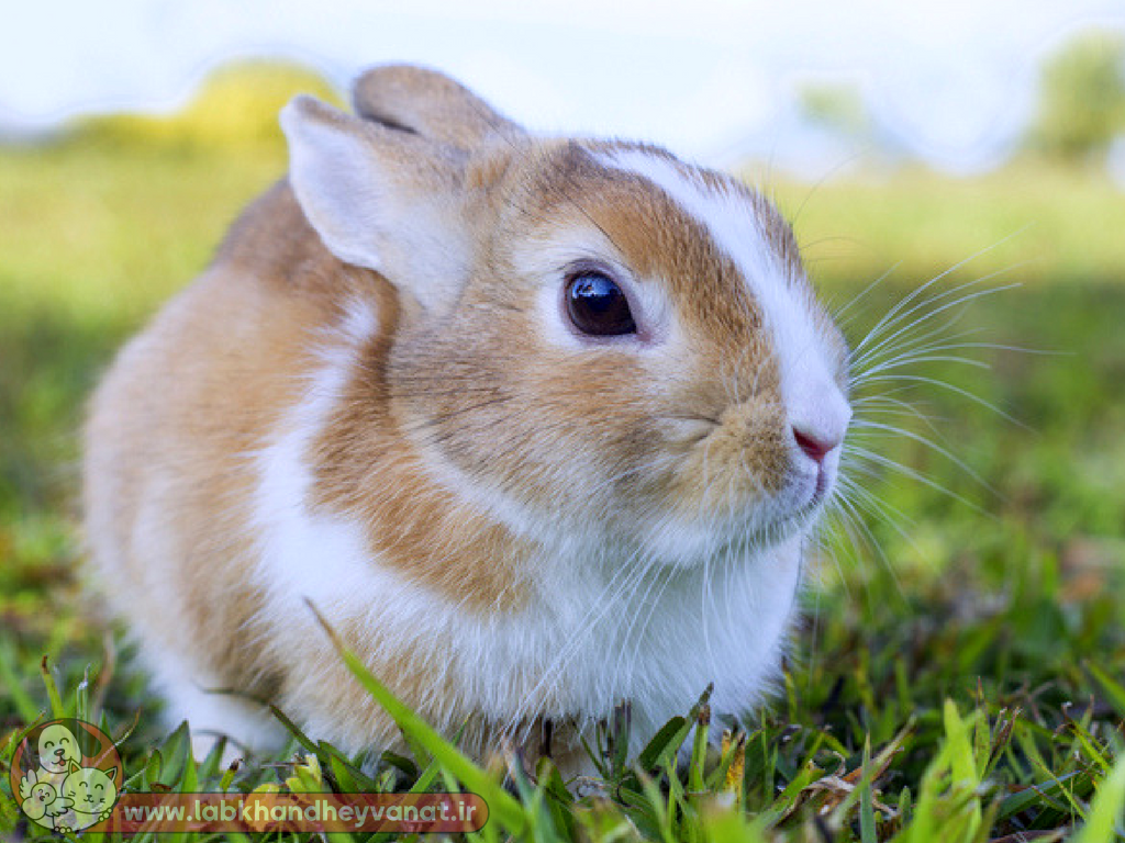 عکس خرگوش لهستانی