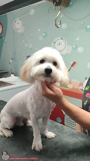 اصلاح انواع سگ در کلینیک دامپزشکی لبخند حیوانات