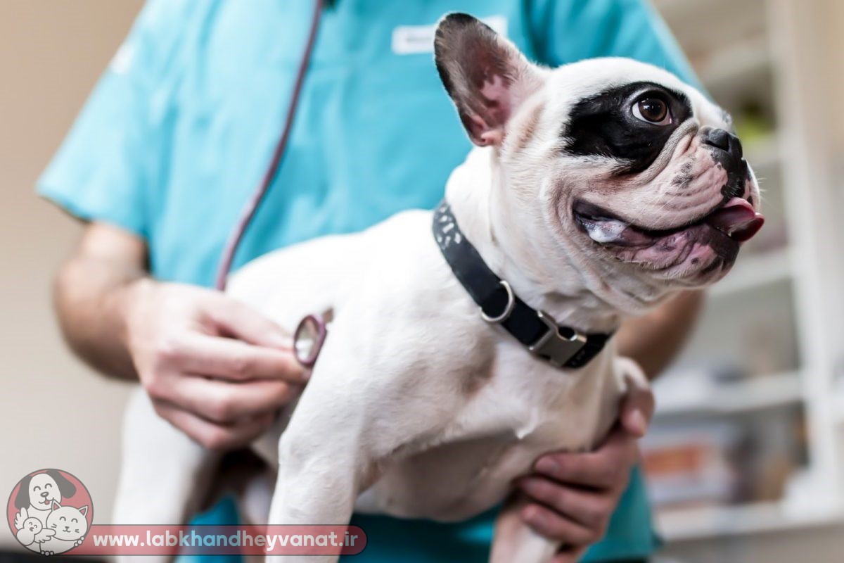 معاینه سگ در کلینیک دامپزشکی