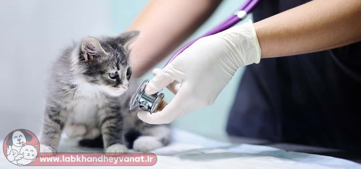معاینه گربه در کلینیک دامپزشکی