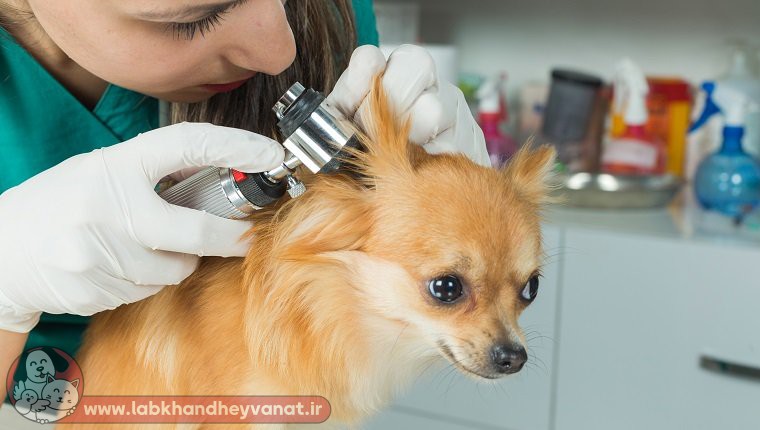 چکاپ تخصصی سگ در کلینیک دامپزشکی لبخند حیوانات
