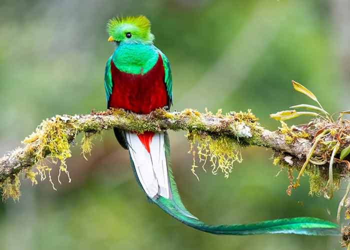  زیباترین عکس پرنده های زیبا