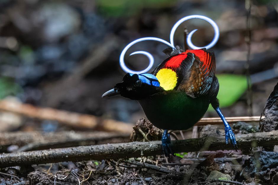 زیباترین عکس پرنده های زیبا