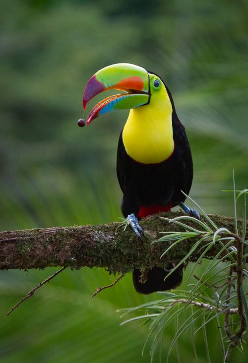  زیباترین عکس پرنده های زیبا