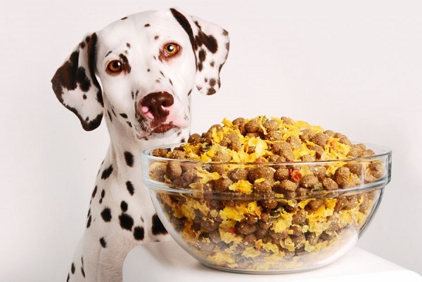 تغذیه در سگ ها