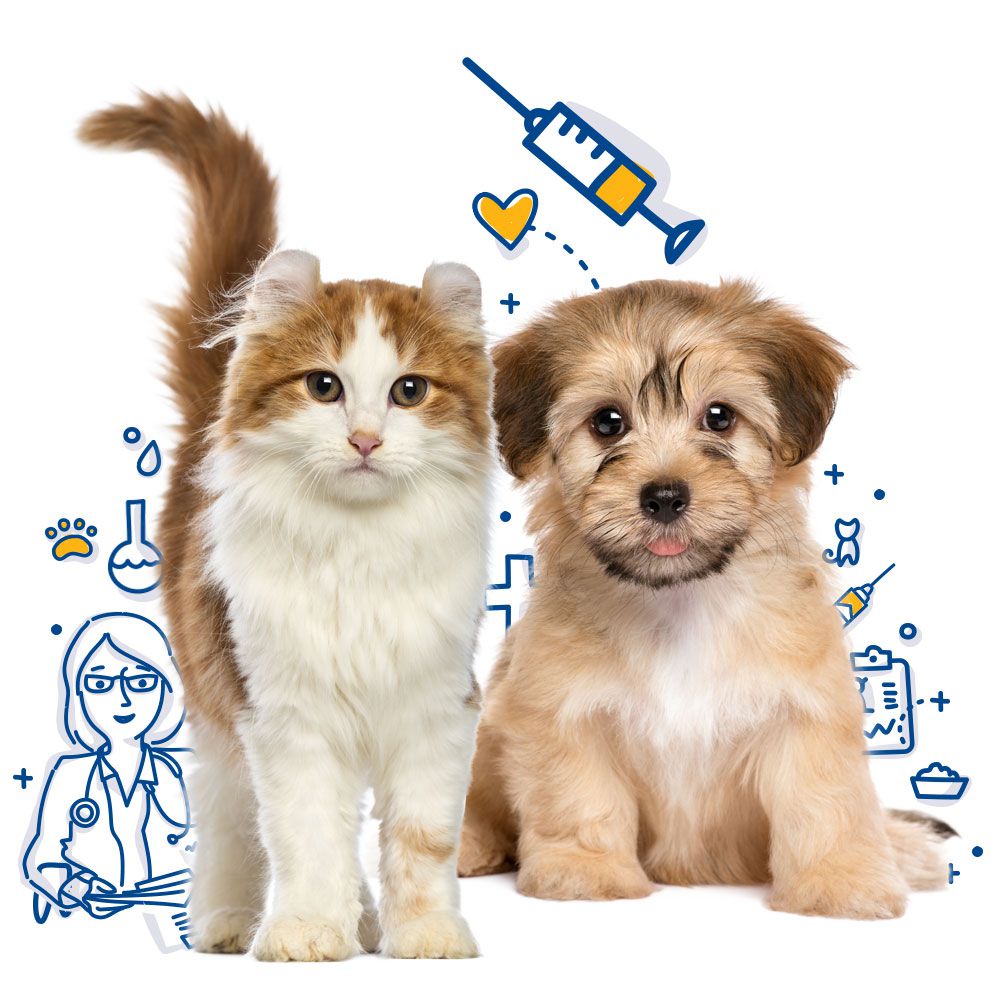 واکسن زدن برای سگ و گربه