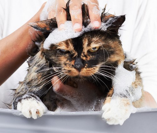 مضرات شستن گربه