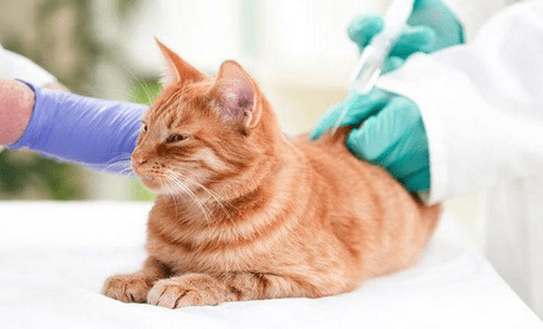 برنامه زمانی واکسیناسیون گربه