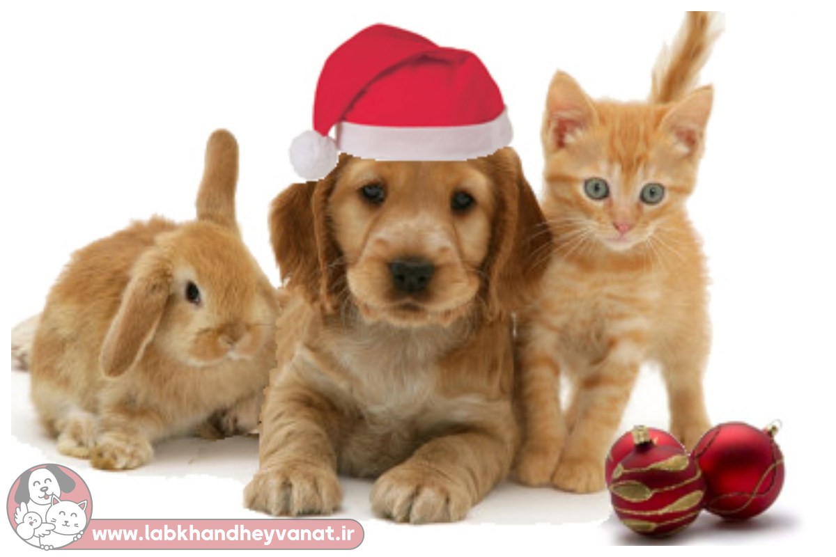 خطرات کریسمس برای حیوانات خانگی
