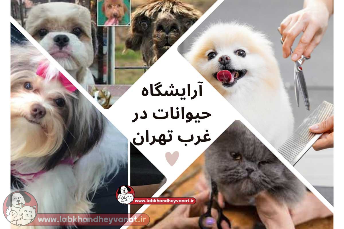 آرایشگاه حیوانات در غرب تهران